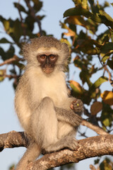 Grüne Meerkatze / Vervet monkey / Cercopithecus aethiops ..