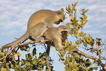 Grüne Meerkatze / Vervet monkey / Cercopithecus aethiops .