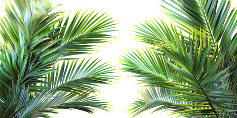 Fototapeta premium Realistic palm leaves shrubs corner on transparent backgrounds 3d rendering png 