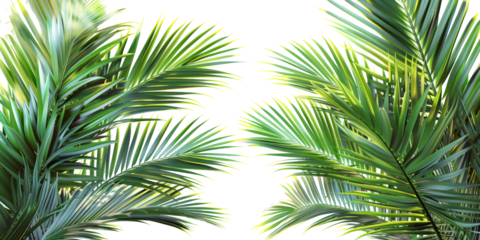 Realistic palm leaves shrubs corner on transparent backgrounds 3d rendering png

