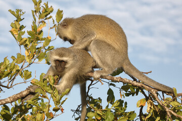Grüne Meerkatze / Vervet monkey / Cercopithecus aethiops .
