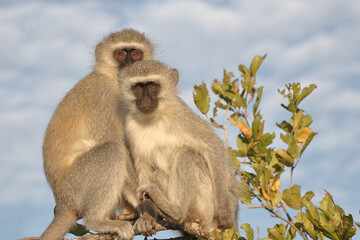 Grüne Meerkatze / Vervet monkey / Cercopithecus aethiops .