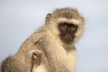 Grüne Meerkatze / Vervet monkey / Cercopithecus aethiops .