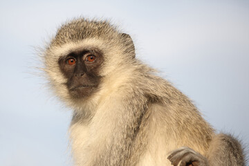Grüne Meerkatze / Vervet monkey / Cercopithecus aethiops .