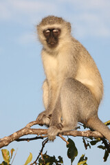 Naklejka premium Grüne Meerkatze / Vervet monkey / Cercopithecus aethiops .