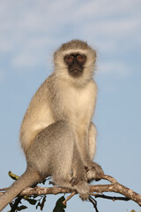 Grüne Meerkatze / Vervet monkey / Cercopithecus aethiops .