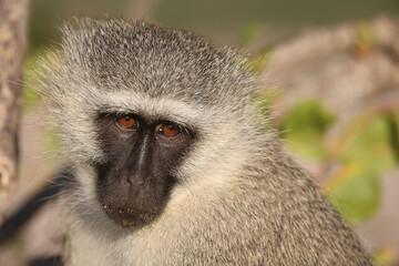 Grüne Meerkatze / Vervet monkey / Cercopithecus aethiops .