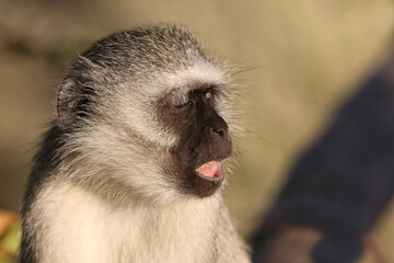 Grüne Meerkatze / Vervet monkey / Cercopithecus aethiops ..