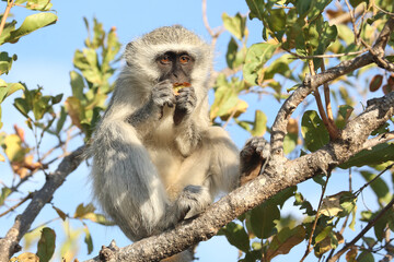 Grüne Meerkatze / Vervet monkey / Cercopithecus aethiops .