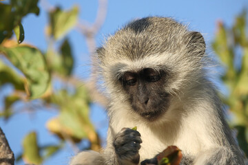 Grüne Meerkatze / Vervet monkey / Cercopithecus aethiops ..