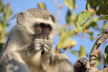Grüne Meerkatze / Vervet monkey / Cercopithecus aethiops .