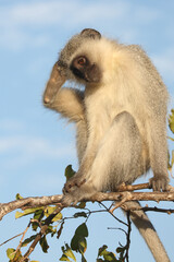 Grüne Meerkatze / Vervet monkey / Cercopithecus aethiops .