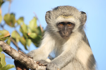 Grüne Meerkatze / Vervet monkey / Cercopithecus aethiops ..