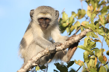Grüne Meerkatze / Vervet monkey / Cercopithecus aethiops ..
