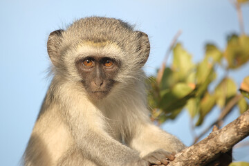 Grüne Meerkatze / Vervet monkey / Cercopithecus aethiops ..
