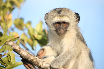 Grüne Meerkatze / Vervet monkey / Cercopithecus aethiops ..