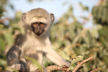 Grüne Meerkatze / Vervet monkey / Cercopithecus aethiops ..