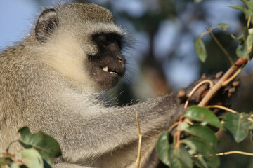 Grüne Meerkatze / Vervet monkey / Cercopithecus aethiops .