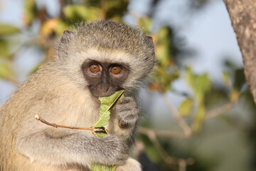 Grüne Meerkatze / Vervet monkey / Cercopithecus aethiops ..