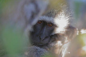 Grüne Meerkatze / Vervet monkey / Cercopithecus aethiops .