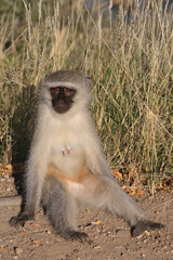Grüne Meerkatze / Vervet monkey / Cercopithecus aethiops .