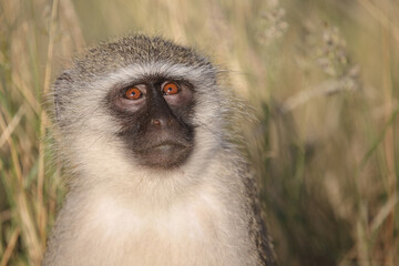 Grüne Meerkatze / Vervet monkey / Cercopithecus aethiops .