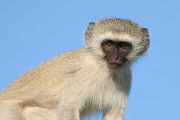 Grüne Meerkatze / Vervet monkey / Cercopithecus aethiops ..