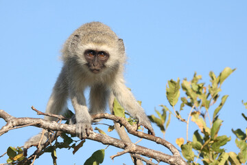 Grüne Meerkatze / Vervet monkey / Cercopithecus aethiops ..