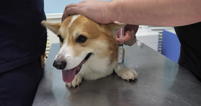 The veterinarian administers anesthesia to the dog through the nutritional catheter before surgery. A dog slowly falls asleep under the influence of anesthesia on a table in a veterinary clinic.