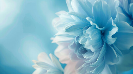 Obraz premium Beautiful pastel blue flower macro background, closeup of peony petals against a blurred background, copy space concept in the style of hd.