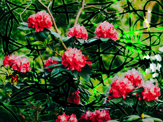 beautiful blooming rhododendron art style