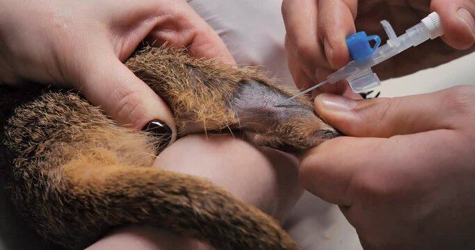 A veterinary anesthesiologist places an intravenous catheter on a meerkat's paw before starting surgery. A sick meerkat is undergoing surgery to save his life. Meerkat treatment concept.