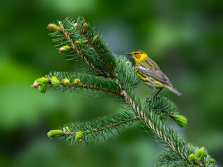 Male Cape May Warbler on spruce tree in Spring