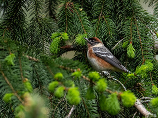 Bay-breasted Warbler on spruce tree in Spring
