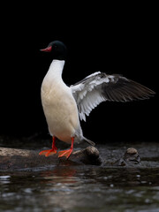 Male Common Merganser with open wings ,closeup portrait on black background