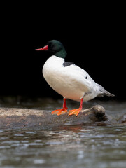 Male Common Merganser closeup portrait on black background