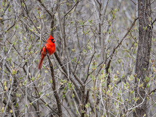 Male Northern Cardinal on tree branch in early spring