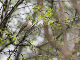 Warbling Vireo on tree branch in Spring