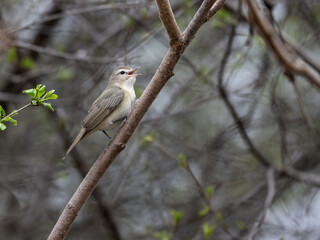 Fototapeta premium Warbling Vireo singing on tree branch in Spring