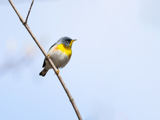 Fototapeta premium Northern Parula Warbler on tree branch against blue sky in Spring