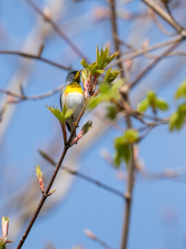 Northern Parula Warbler on tree branch against blue sky in Spring