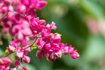 Bougainvillea and bees in desert garden, close up, bokeh photo, floral and fauna