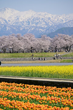 Somei-yoshino cherry trees have been planted on the banks of Funakawa River, and with the snow-capped Mount Asahi in the background, the rows of cherry blossoms, tulips, and rape blossoms create a bea