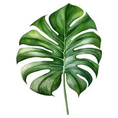 Monstera, Tropical Leaf Illustration. Watercolor Style. AI Generated