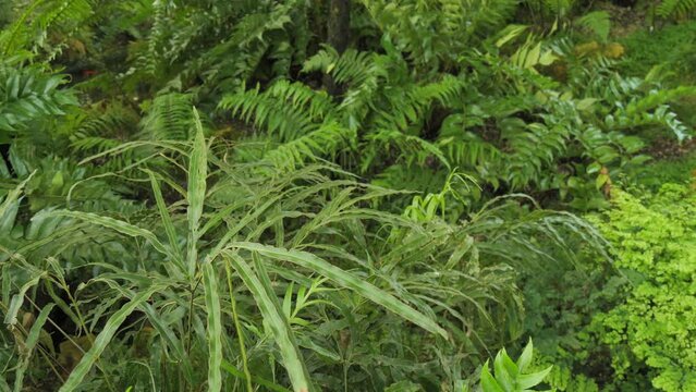 Tropical plants in the tropics, ferns and other plants sway in the wind