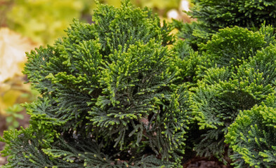 Chamaecyparis obtusa,Japanese cypress, hinoki cypress or hinoki ornamental plant.