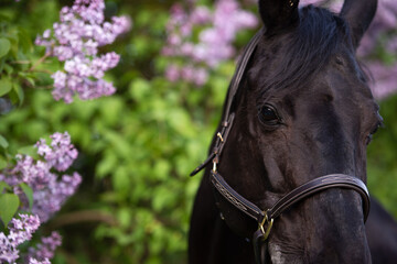 Fototapeta premium close up portrait of beautiful black stallion posing nearly blossom lilac at spring evening