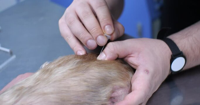 Conducting epidural anesthesia on a dog in a veterinary clinic. The anesthetist inserts a needle into the dog's spine to administer spinal anesthesia. concept of spinal anesthesia in a dog.