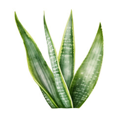 Snake Plant, Tropical Leaf Illustration. Watercolor Style. AI Generated