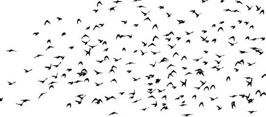 Fototapeta premium Flying birds silhouette flock. hand drawing. Not AI, Summer vector illustration